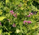 Lespedeza bicolor