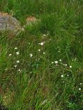 Ranunculus platanifolius