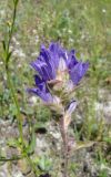 Campanula farinosa. Верхушка побега с соцветием. Ульяновская обл., Карсунский р-н, окр. с. Теньковка, гряда мергелисто-меловых склонов к р. Урень и её правому притоку к северу и востоку от села. 7 июля 2015 г.