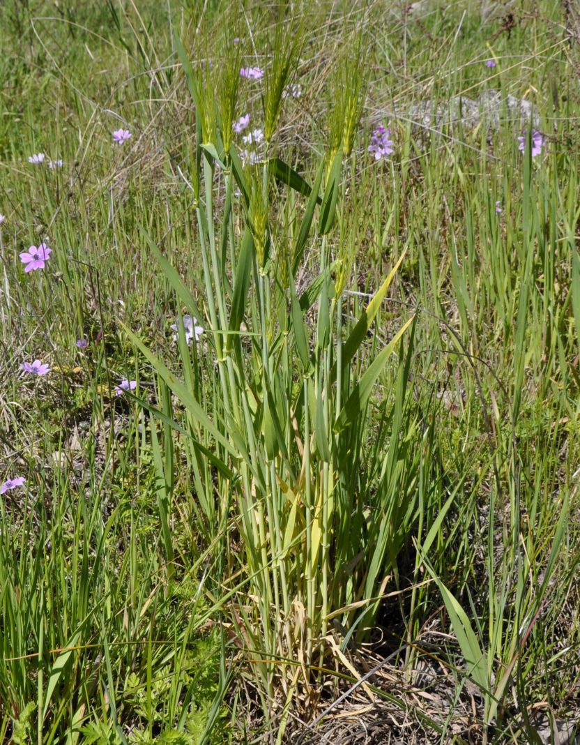 Изображение особи Hordeum vulgare.