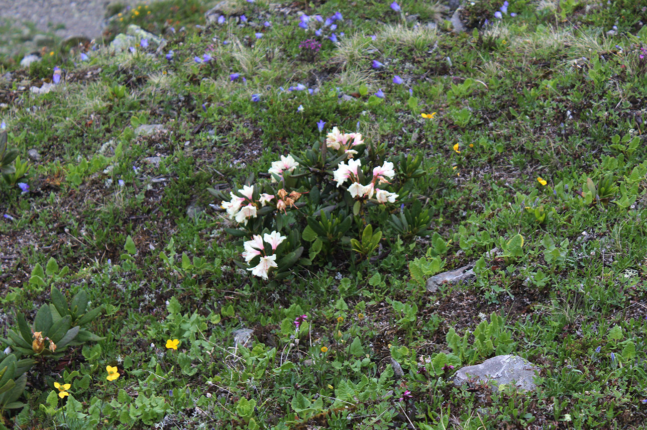 Изображение особи Rhododendron caucasicum.