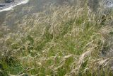 Elymus tschimganicus