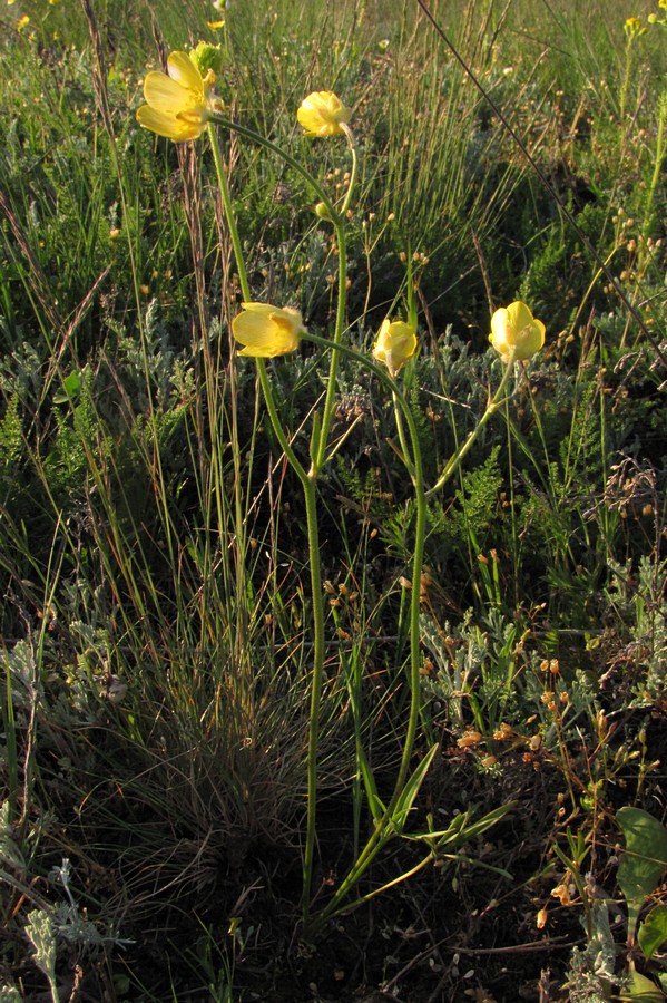 Изображение особи Ranunculus pedatus.