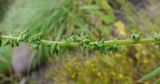 Atriplex subcordata