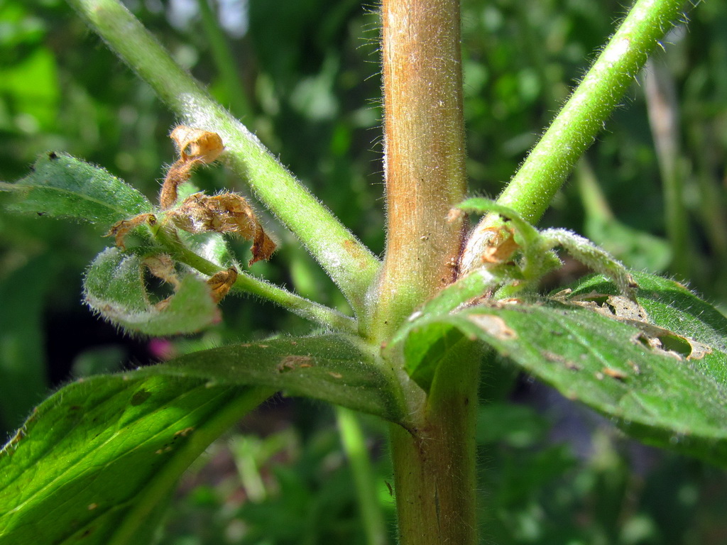 Изображение особи Epilobium hirsutum.