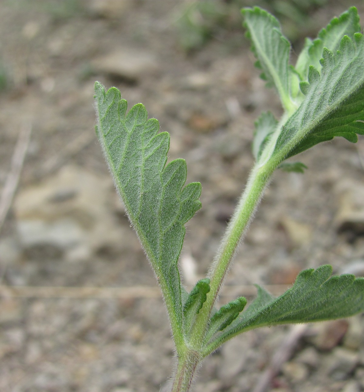 Изображение особи Teucrium chamaedrys.