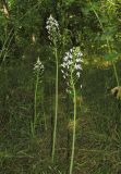 Ornithogalum arcuatum