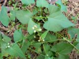 Fallopia convolvulus