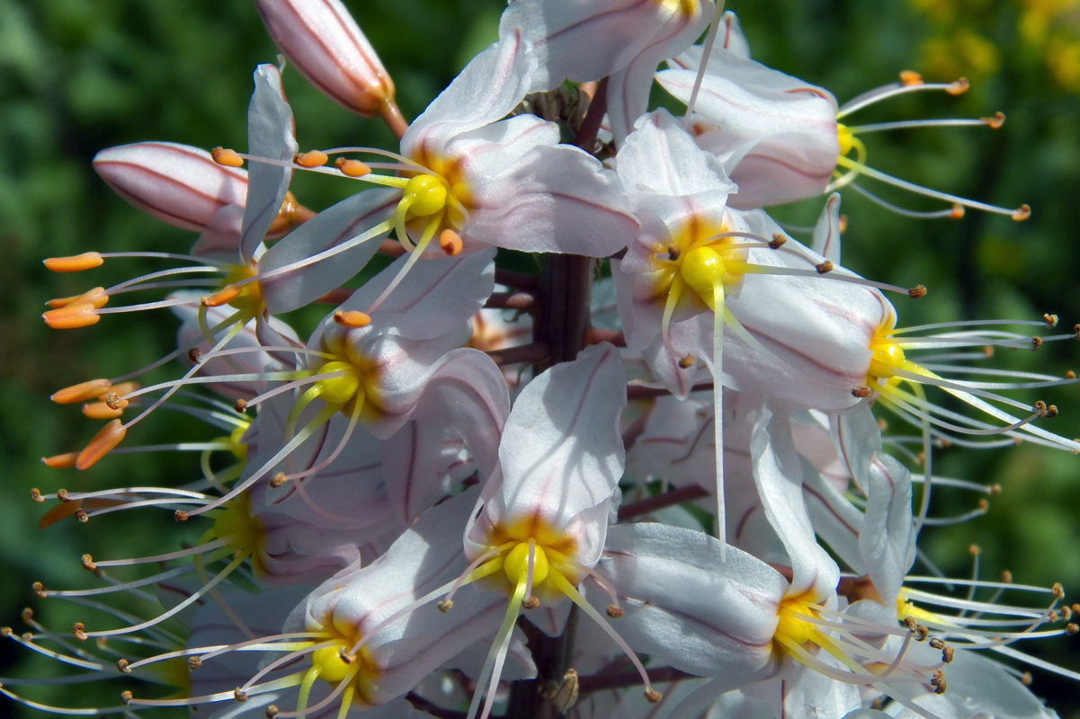 Изображение особи Eremurus olgae.