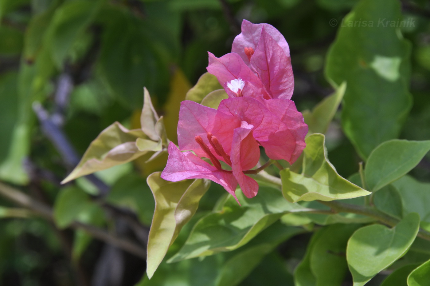 Изображение особи род Bougainvillea.