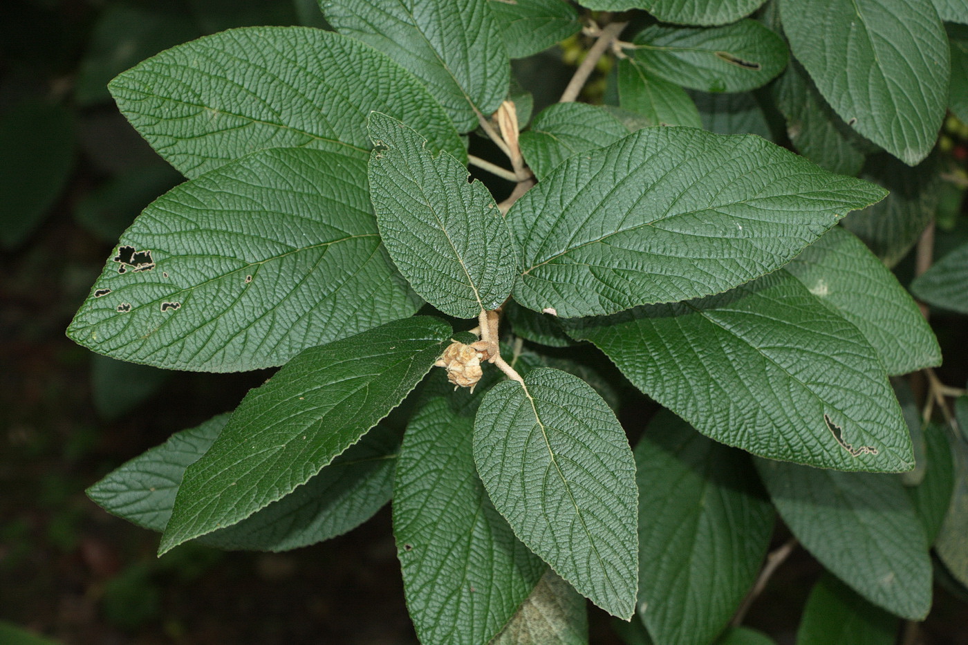 Изображение особи Viburnum rhytidophyllum.