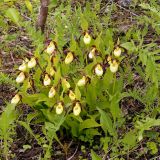 Cypripedium calceolus