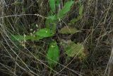 Verbascum pyramidatum