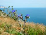 Anchusa leptophylla