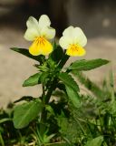 Viola tricolor