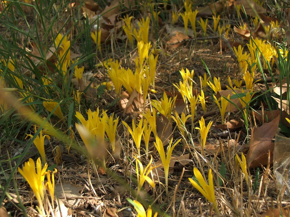 Изображение особи Sternbergia colchiciflora.