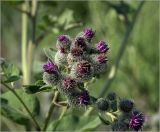 Arctium tomentosum