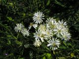 Thalictrum petaloideum