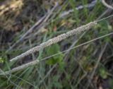 Phleum phleoides. Соплодие прошлого года. Пермский край, Кунгурский р-н, окр. с. Каширино, долина р. Сылва, обнажение гипсов, разнотравный луг вдоль крутого склона. 06.06.2021.