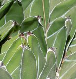 Agave victoriae-reginae. Верхние части листьев. Израиль, Шарон, г. Тель-Авив, ботанический сад \"Сад кактусов\". 26.06.2022.