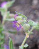 Nonea versicolor