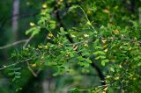 Caragana arborescens. Часть ветви с соцветиями. Красноярский край, Берёзовский р-н, национальный парк \"Красноярские Столбы\", Центральные Столбы, опушка смешанного леса. 05.06.2022.