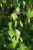 Betula pendula. Веточки с незрелыми соплодиями и погибшим мужским соцветием (справа). Ленинградская обл., г. Приморск, окр. кирхи Св. Марии Магдалины, побережье бухты Катерлахти близ звонницы, опушка рощи. 11.06.2023.