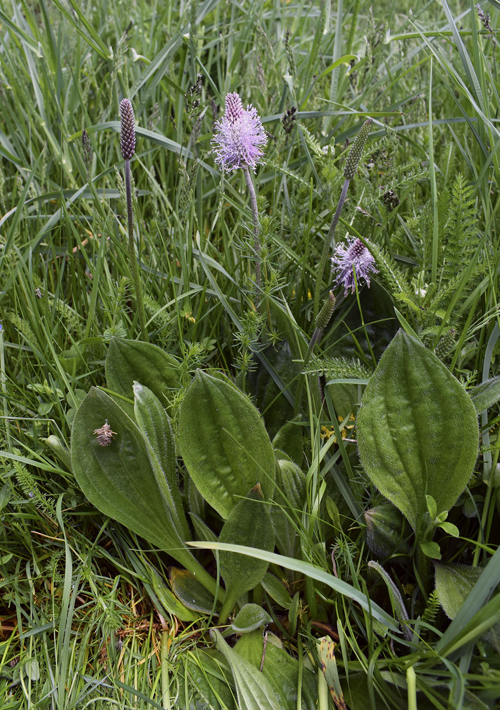 Изображение особи Plantago media.