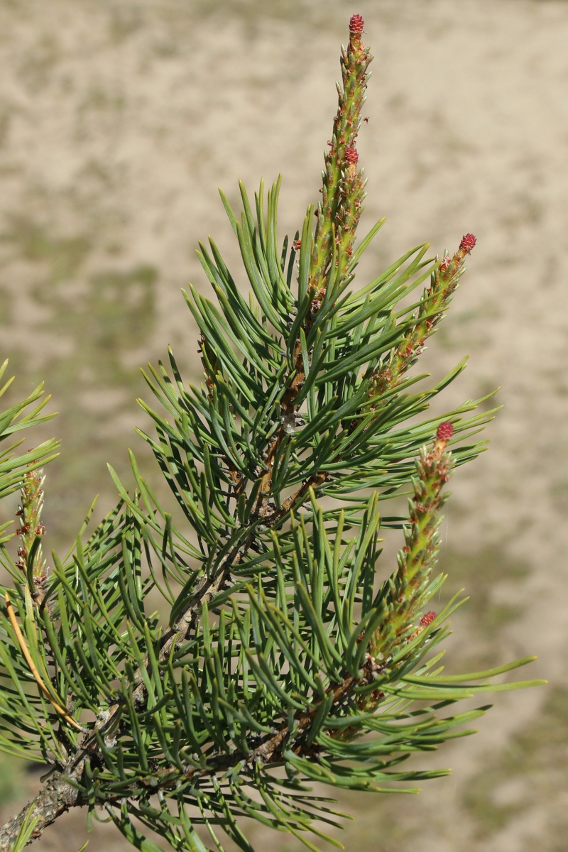 Изображение особи Pinus sylvestris.