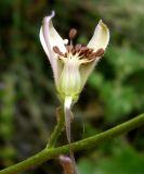 Delphinium turkmenum