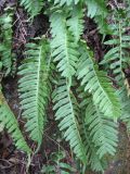 Polypodium kamelinii. Растения на затенённой приморской скале. Приморский край, город Находка. 09.09.2011.