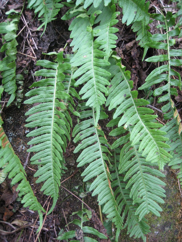 Изображение особи Polypodium kamelinii.