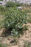 Haplophyllum latifolium. Расцветающее растение. Южный Казахстан, хр. Боролдайтау, гора Нурбай. 23.04.2012.
