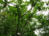 Juglans ailanthifolia
