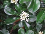 Pittosporum tobira