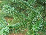 Abies koreana