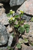 Taphrospermum altaicum