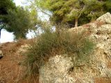 Ephedra aphylla. Вегетирующее растение на песчанике (куркар). Израиль, Шарон, пос. Кфар Шмариягу, сосновая роща (в настоящее время заповедник). 25.09.2008.