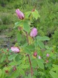 Rosa acicularis