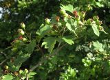 Crataegus rhipidophylla. Ветвь с незрелыми плодами. Белгородская обл., Губкинский р-н, запов. \"Белогорье\", \"Ямская степь\". 16 июня 2009 г.