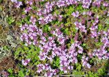 Thymus subarcticus. Цветущие растения. Псковское озеро, остров Верхний. 14.06.2014.