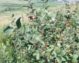 Cotoneaster melanocarpus