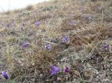 Pulsatilla turczaninovii. Цветущие растения на остепнённом склоне. Республика Хакасия, Орджоникидзевский р-н, окр. с. Малый Сютик. 01.05.2008.