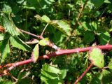род Rubus
