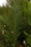 Athyrium distentifolium