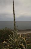 Agave americana var. marginata