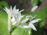 Allium ursinum