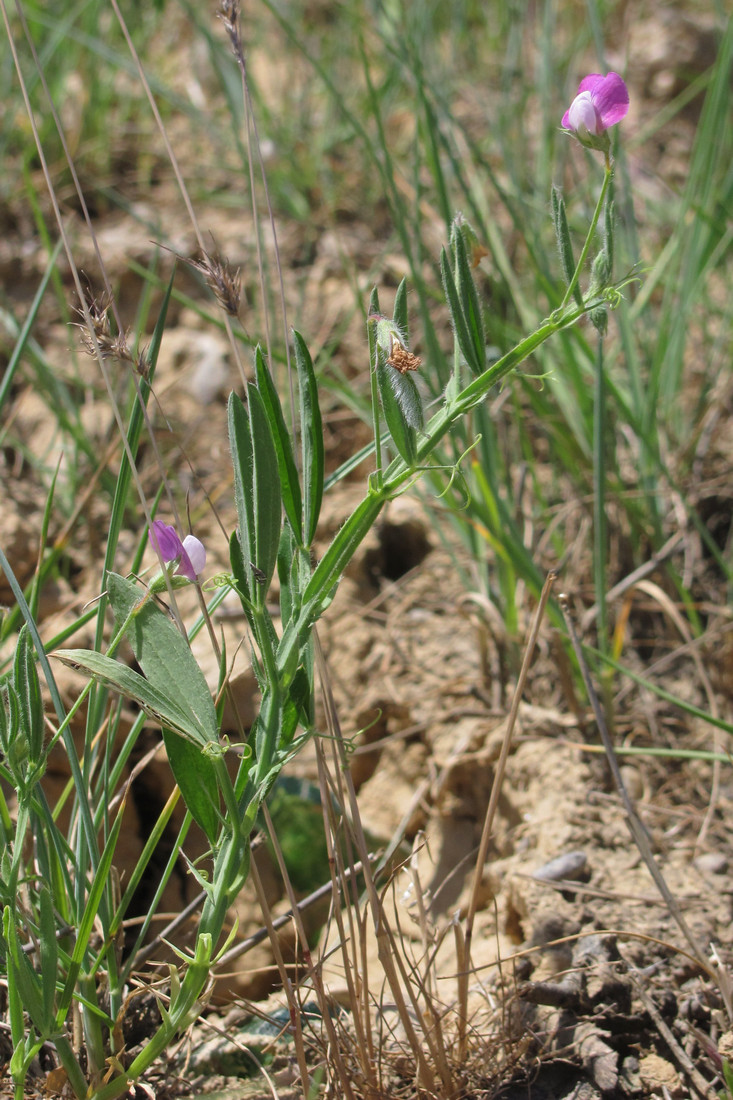 Изображение особи Lathyrus hirsutus.