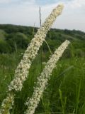 Phleum phleoides. Соцветия. Днепропетровская обл., левый берег Днепра напротив с. Волосское, балка Диброва. 07.06.2009.