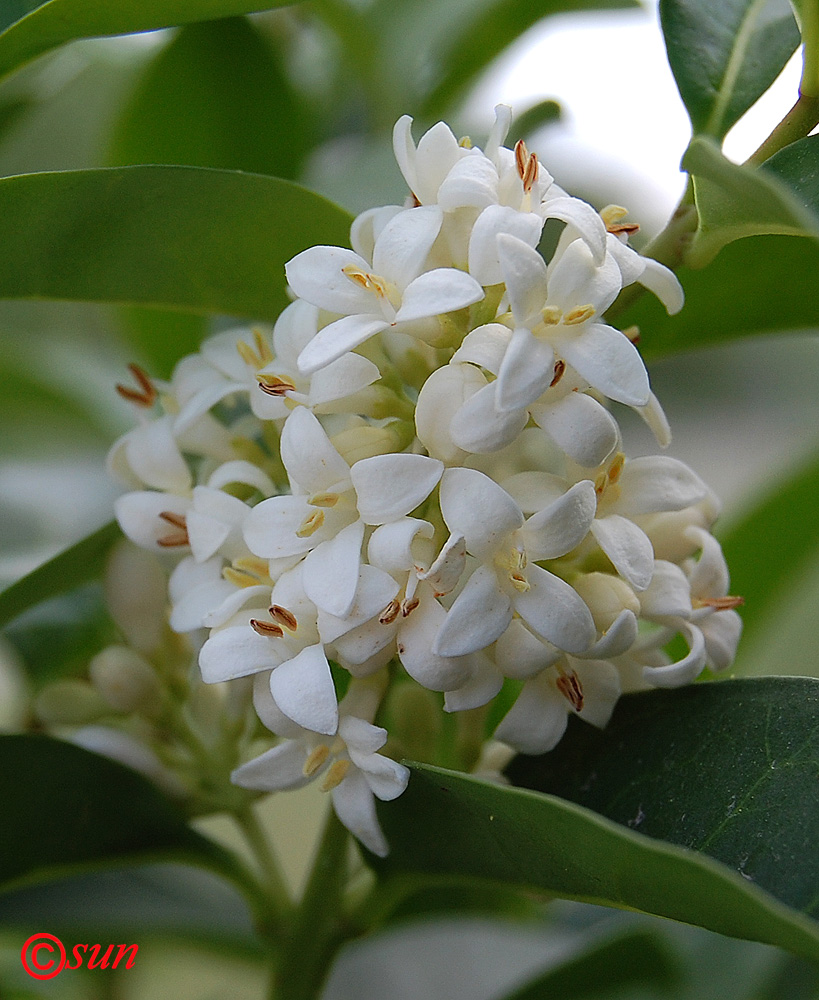 Изображение особи Ligustrum vulgare.